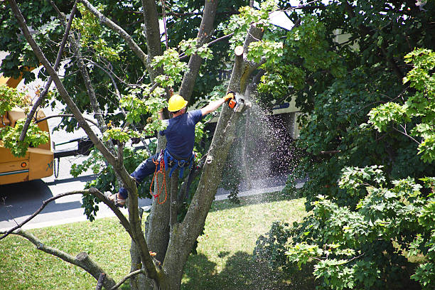 Best Utility Line Clearance  in New Haven, IN